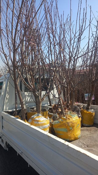 Мевалик кучатлар бор