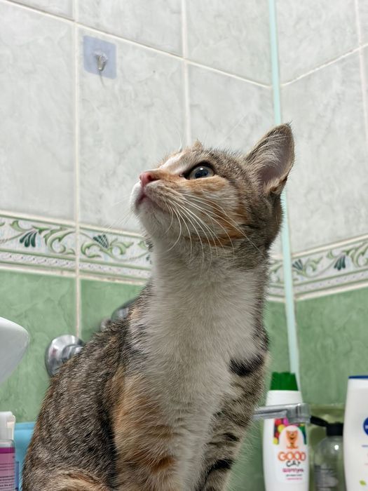 Срочно ищем дом кошечке  . Потеряшка