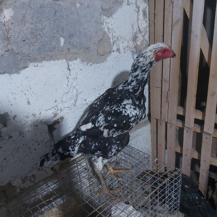 Ветнам тайго 1год