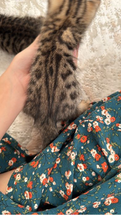 Продаются котята метисы