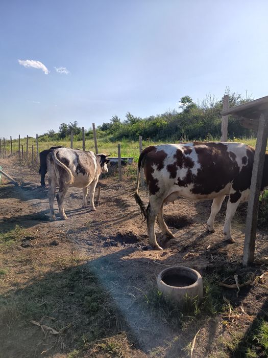 Desființez ferma Vaci , avem si Vaci cu Lapte Vitele,Tauri