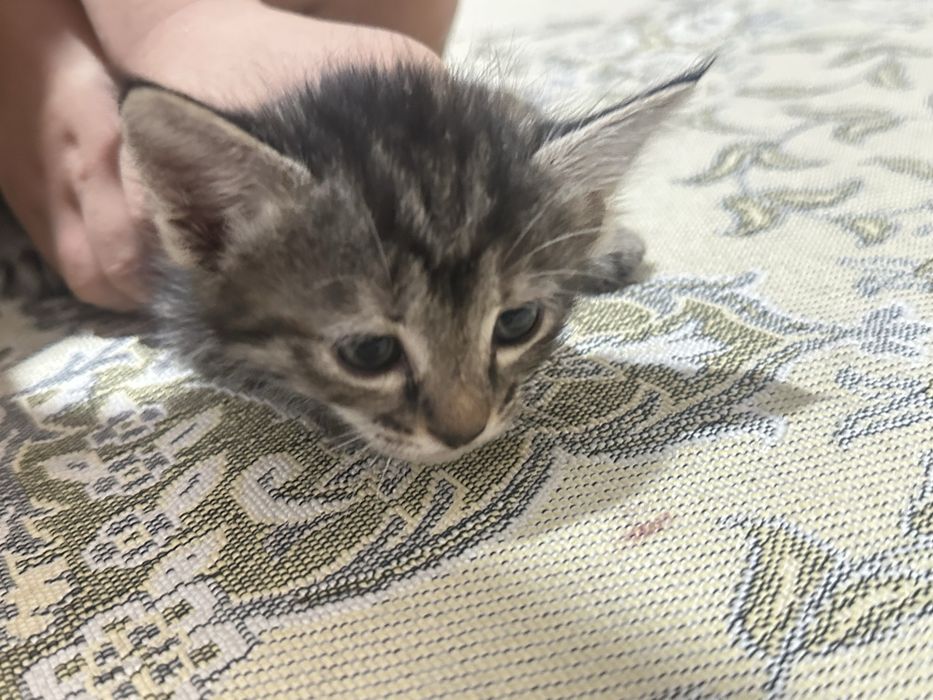 Продам котят. На хорошие руки