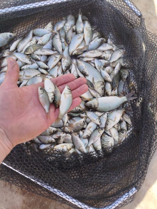 Продается малек Карповых видов