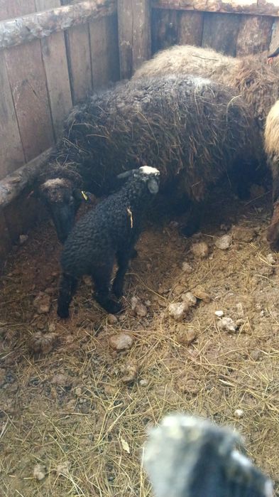 продается баран с ягнёнком