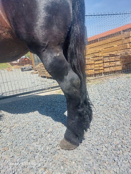 Armasar  de vânzare