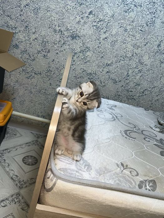 Осталось девочка короткошёрстная