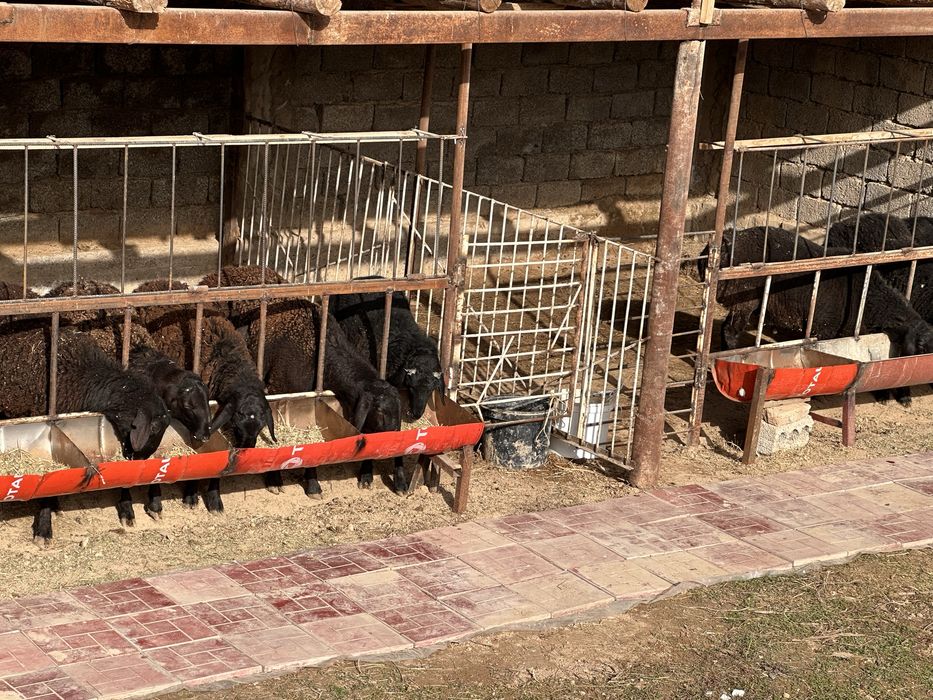 Узимники срочно сотиладикора кучкор