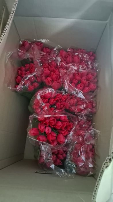 Тюльпан оптом Беларусь