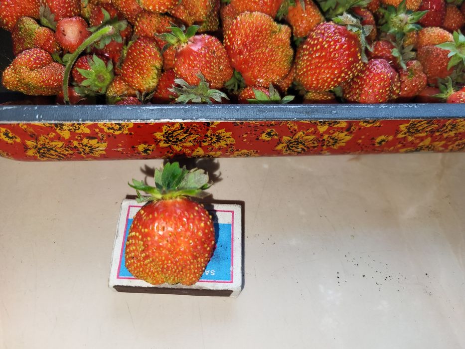 Продам рассаду клубники
