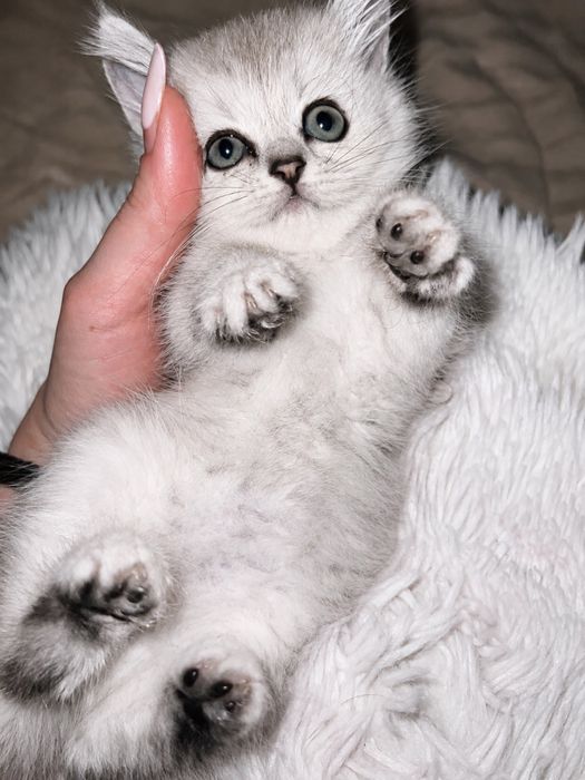 Нежные котята окраса шиншиллы