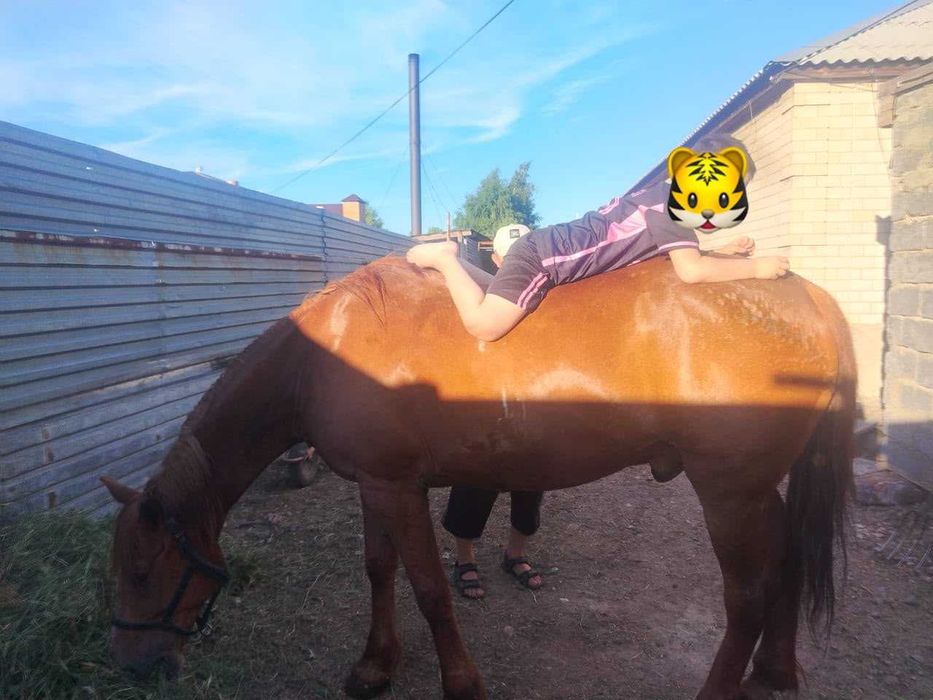 Продам лошадь (мерин)
