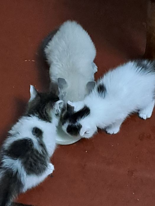 Котята одна кошка 2 кота