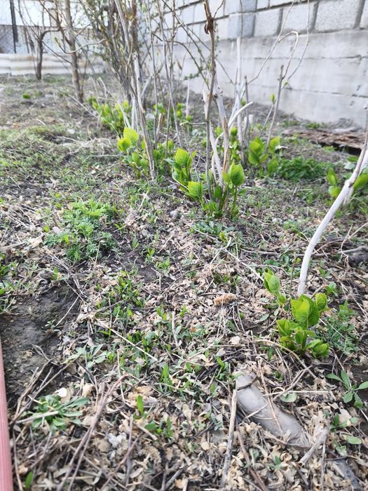 Гортензия древовидная. Продам