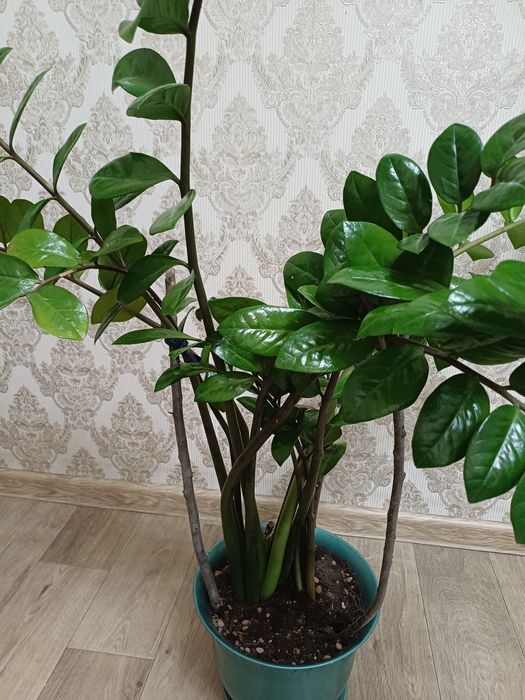 Долларовое дерево