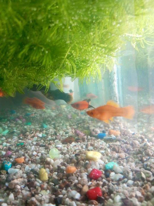 Рыба мечинос аквариум