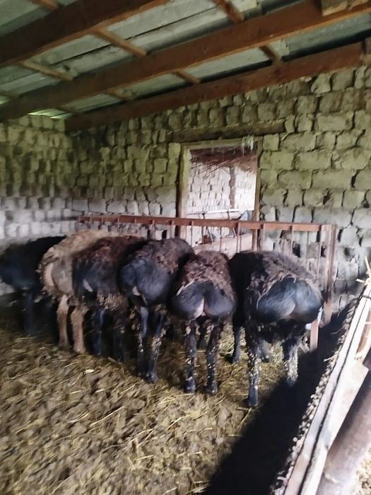 Кошкарлар сатылады 1 жасар семиз