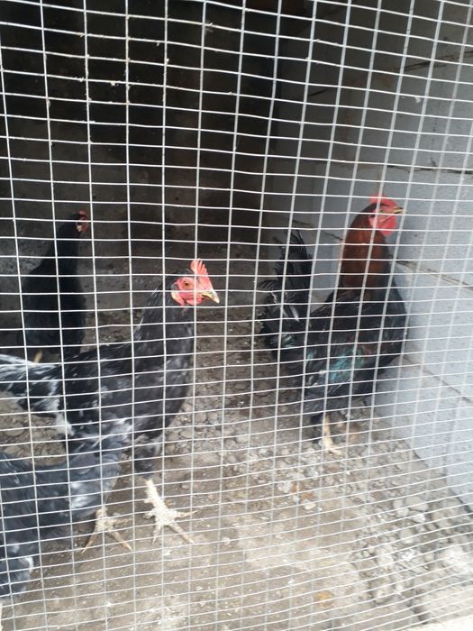 xorozlar sotiladi 50000 min qichqirgan 6 ta