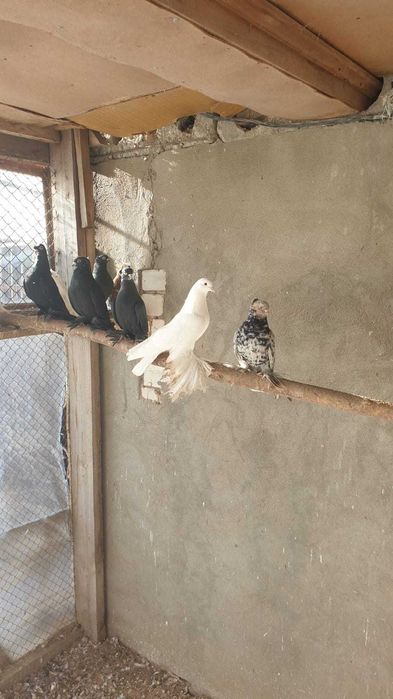 Продам голубей. Цена от 5 тыс и выше