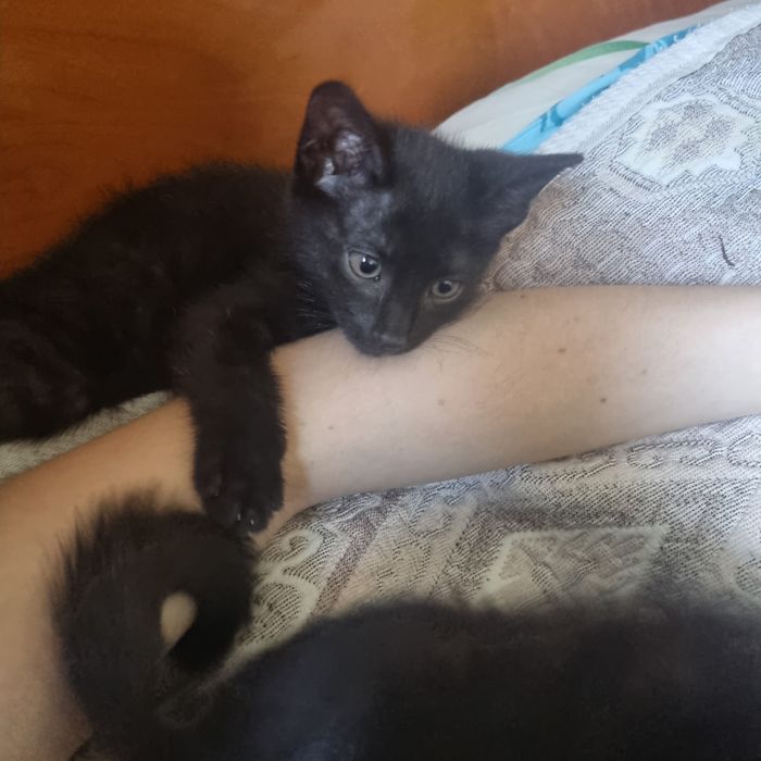 Котята Алматы. 3 сладких жёпы