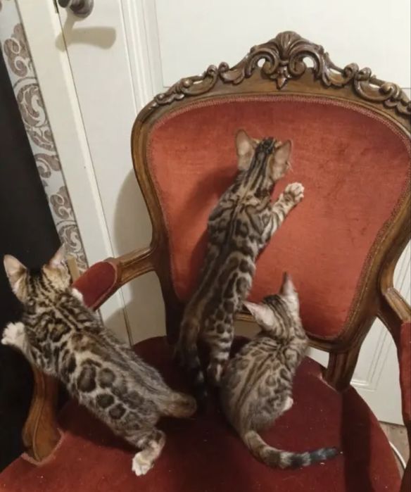Бенгальские красавцы