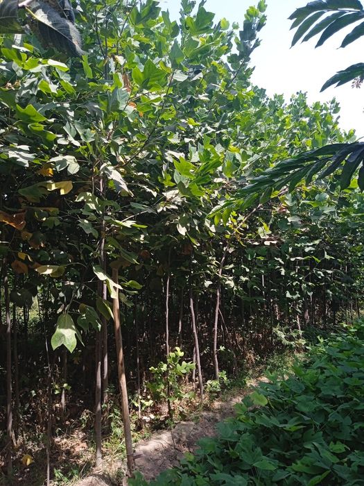 Archa va Lola daraxtlar