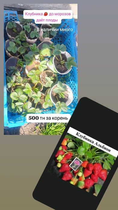 Клубника рассада