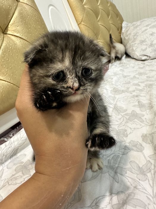 Котята вислоухие