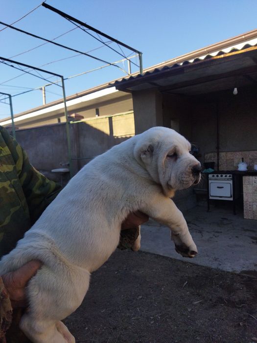 Alabay kuchuk bolalari