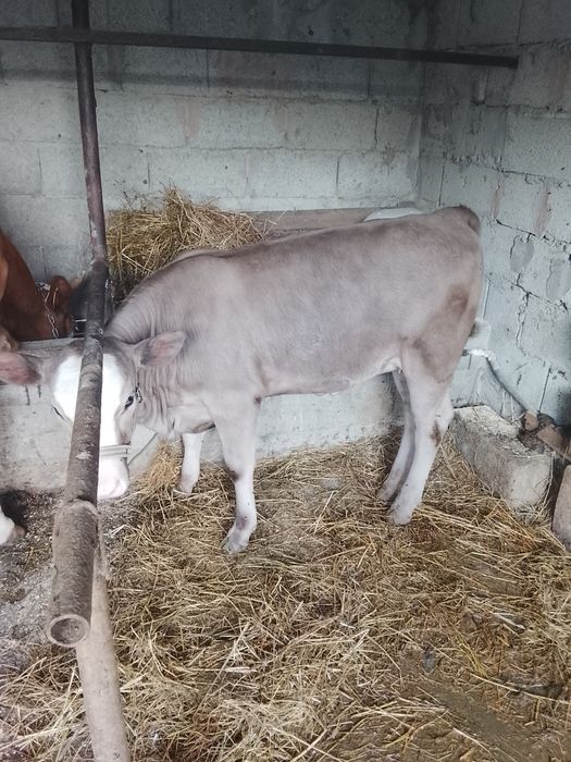 Vând vițică bălțată