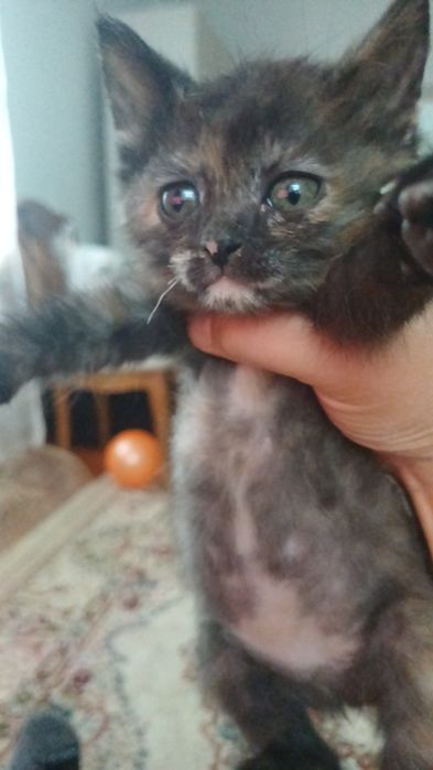 Отдам котёнка девочка