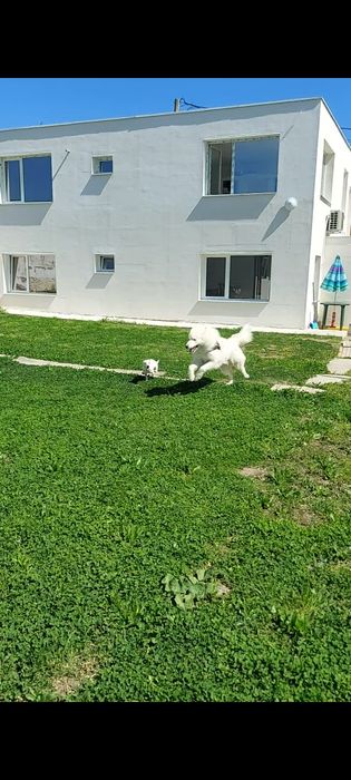 Хотел за домашни любимци Pet Hotel Зоо хотел