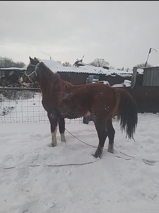 Продам тай привезен с Актобе (Кандыагаш)