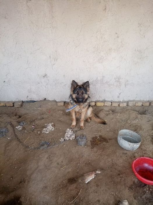 Длина шерс афчарка