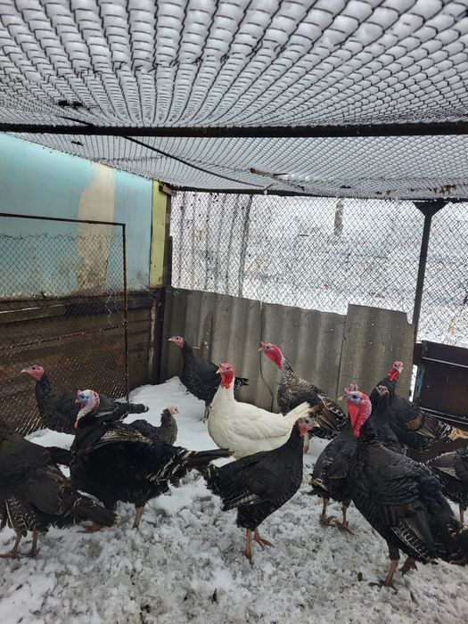 Продам индюков молодых