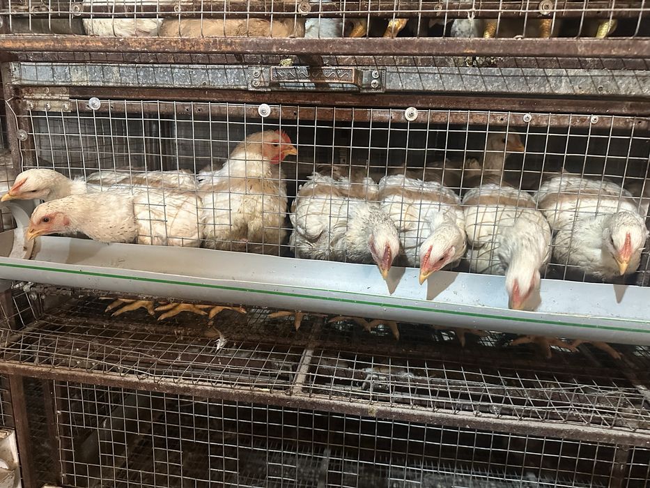 Бройлеры 20 дней