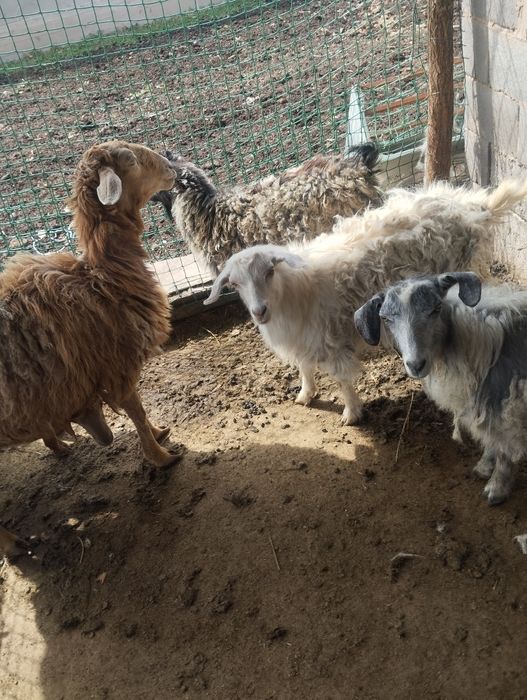 3серке сатылады узынағашта тур