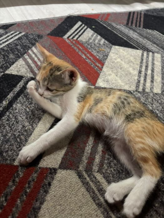 Котята в хорошие руки