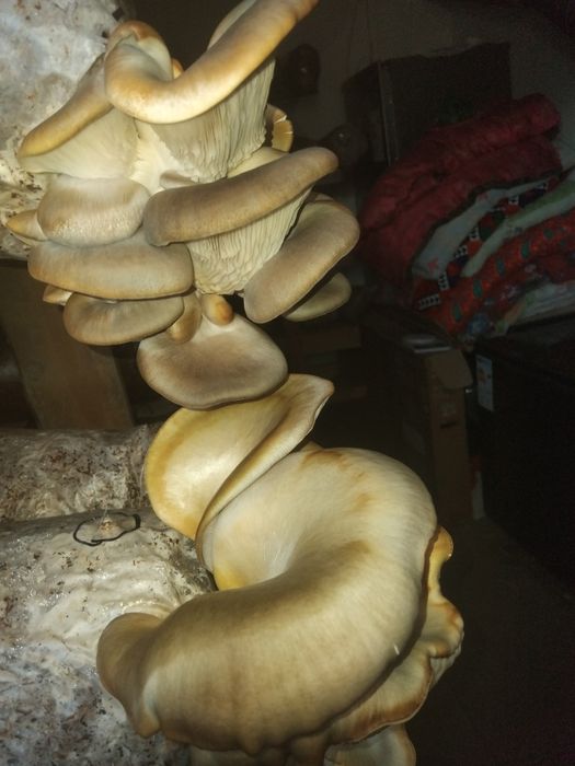 Грибы вешенко 1600
