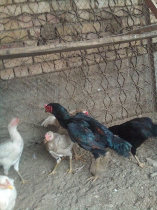 ganoy kareya jujalari sotuda