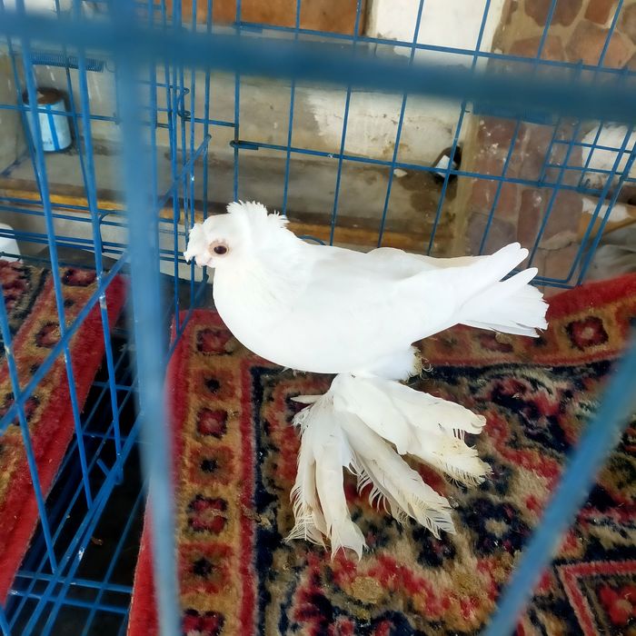 Продаются узбекские, двухчубые голуби
