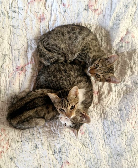 Donez pisica, pisici, pui de pisica