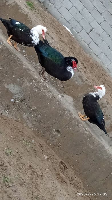 Индоуткалар сотилади