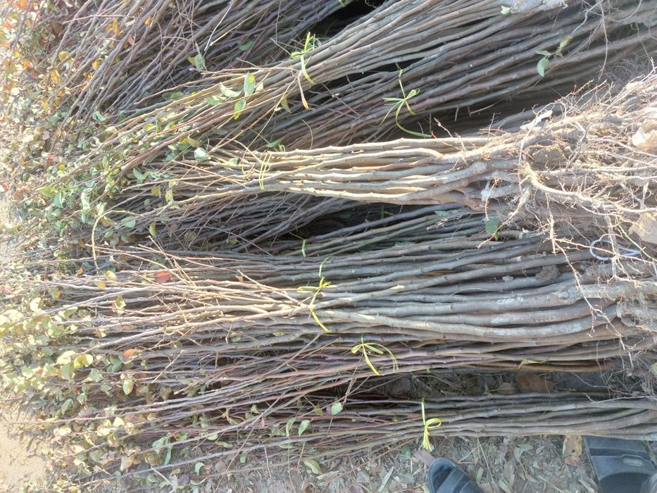 Мевали кучатлар бор. Олма нок урик гилос сотилади