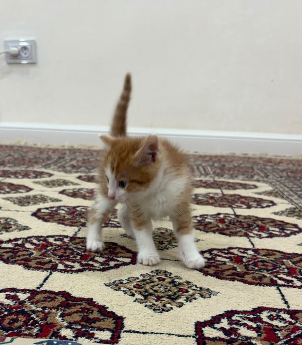 Кот 1,5 месяца, мальчик. Бесплатно