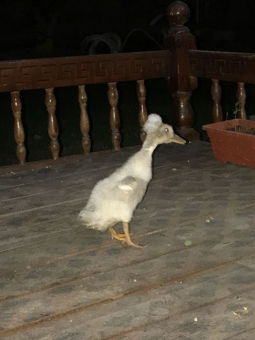 Утка хохлатая продается