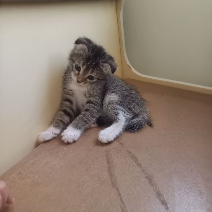 Вислоухий котёнок 1,5 мес {девочка}
