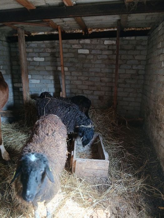 Продам  баран на мясо