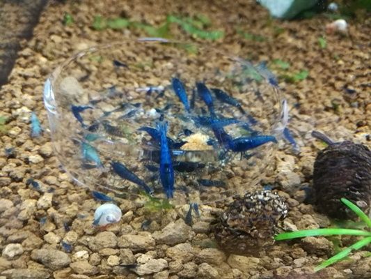 Vand frunze de guava, banan, catappa,arin