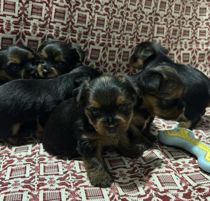 Готовятся к продаже ЩЕНКИ