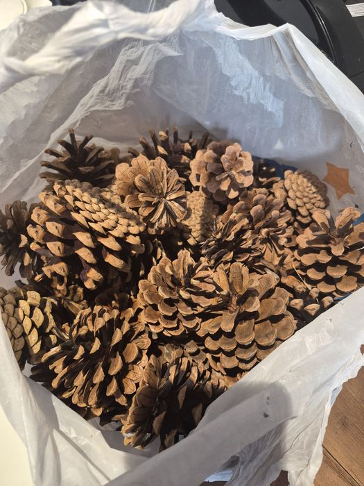 Шишки сосновые для декора и трудов